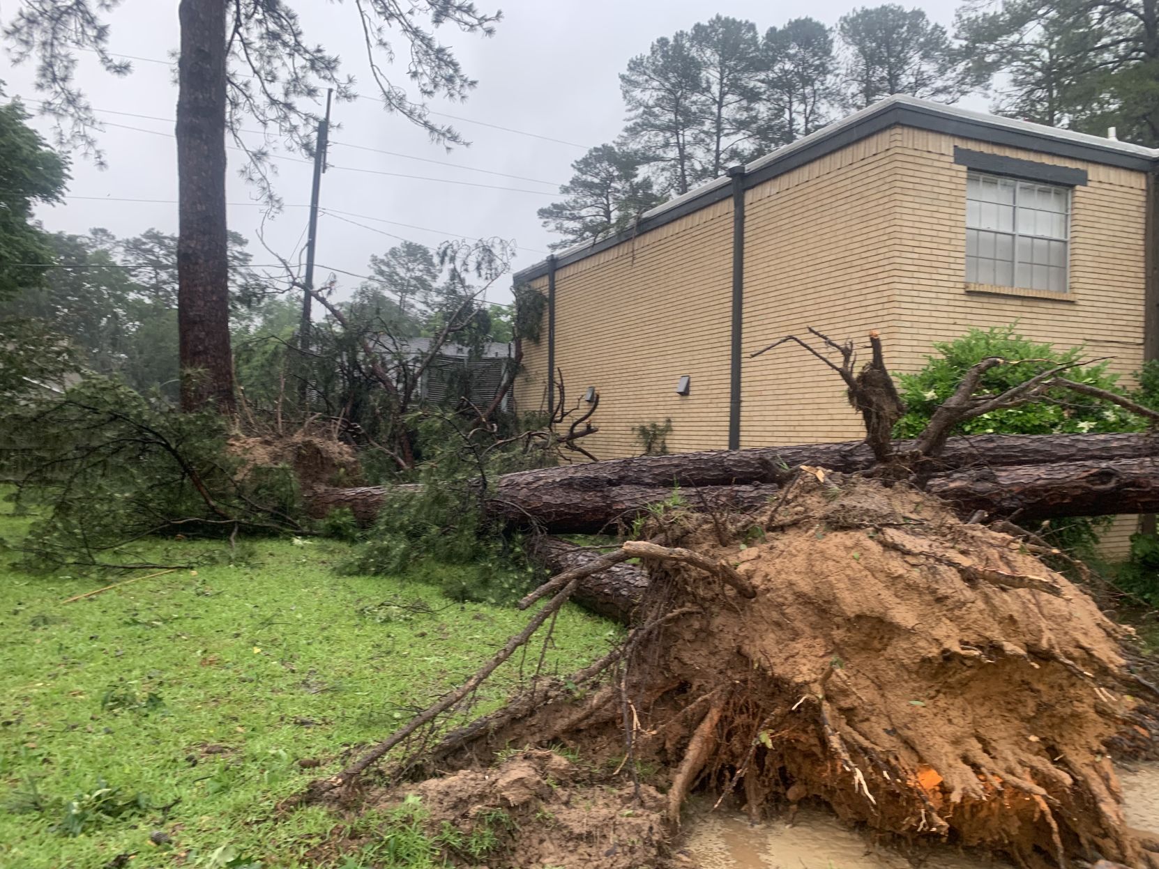 Trees down on Eden